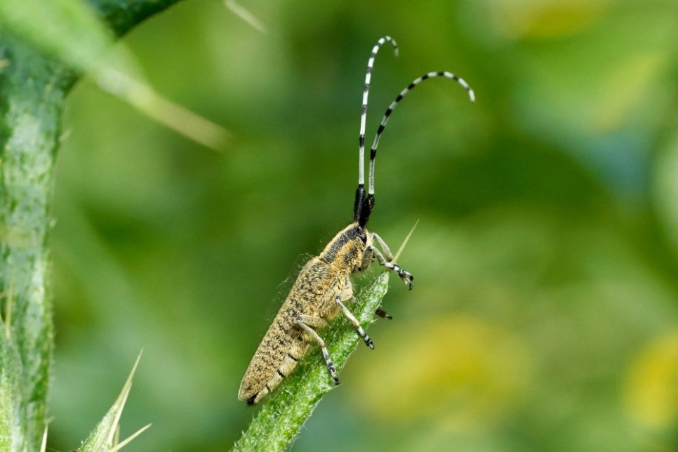 Golden bloomed grey longhorn beetle Kim Tarsey-scr.jpg